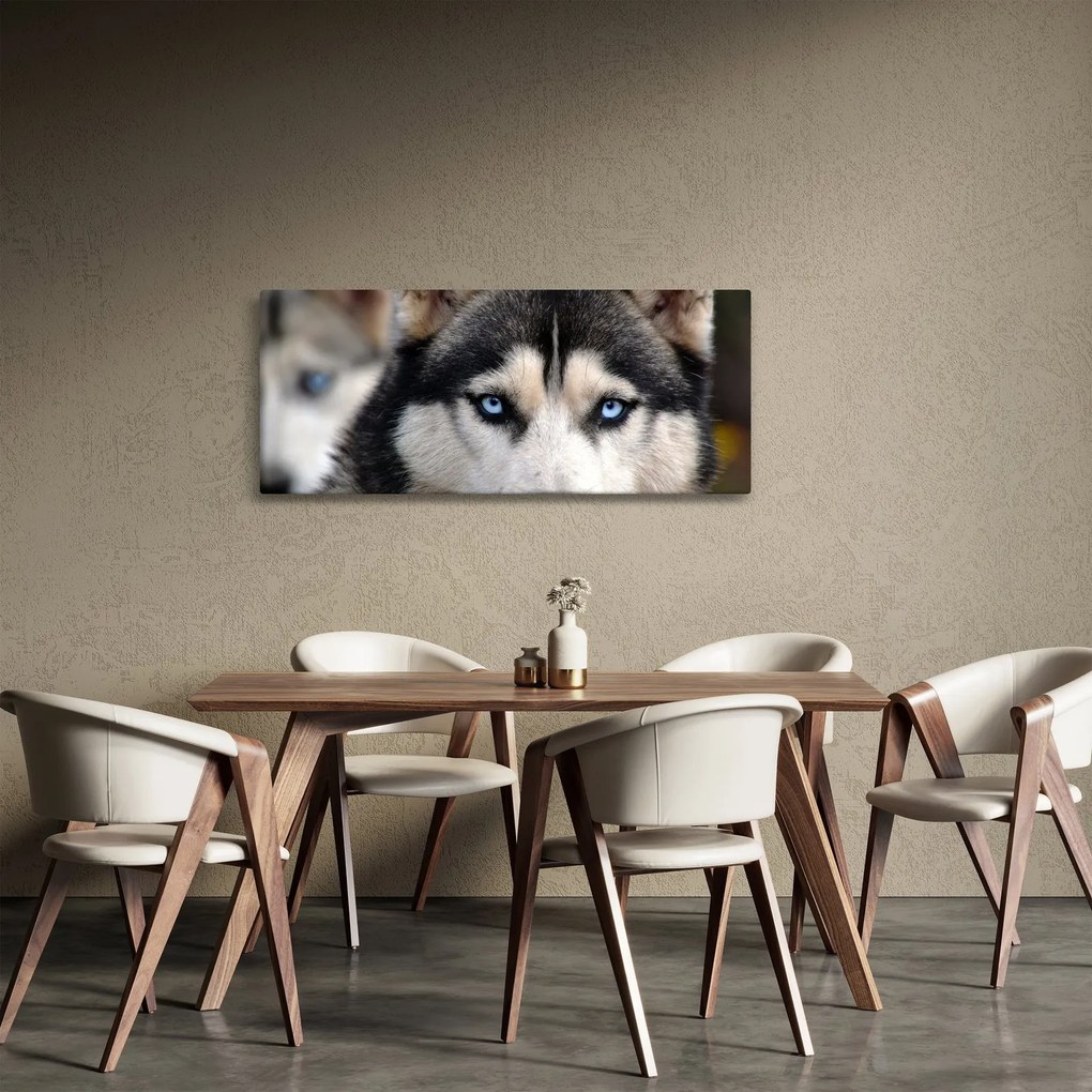 Tablou cu câinele husky (120x50 cm)