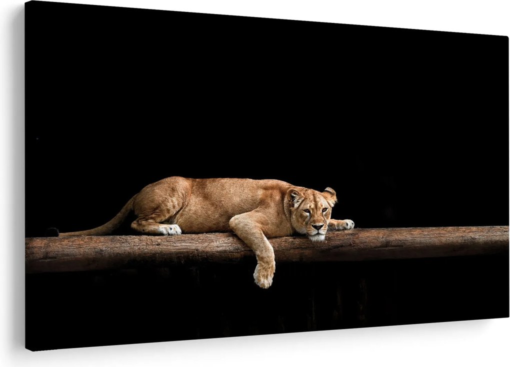 Tablou - Lioness (90x60 cm)