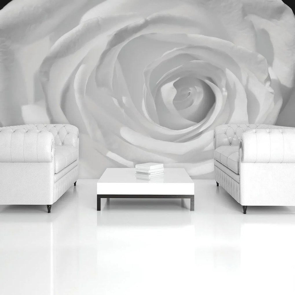 Fototapet - Trandafir alb (152,5x104 cm)