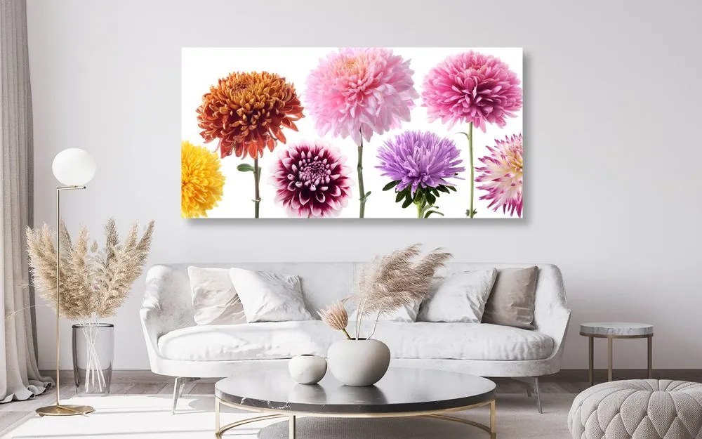 Tablou flori de dalia într-un design divers