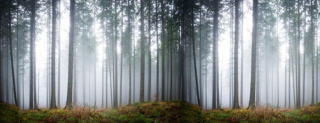 Tapet Forest Glade, Rebel Walls