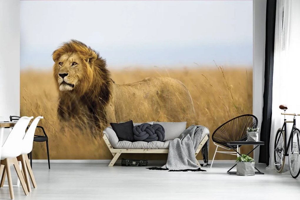 Fototapet - Leu (254x184 cm)