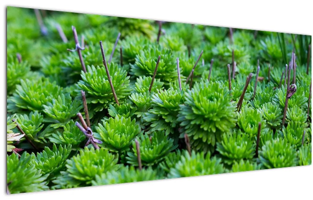 Tablou - Aloe (120x50 cm)