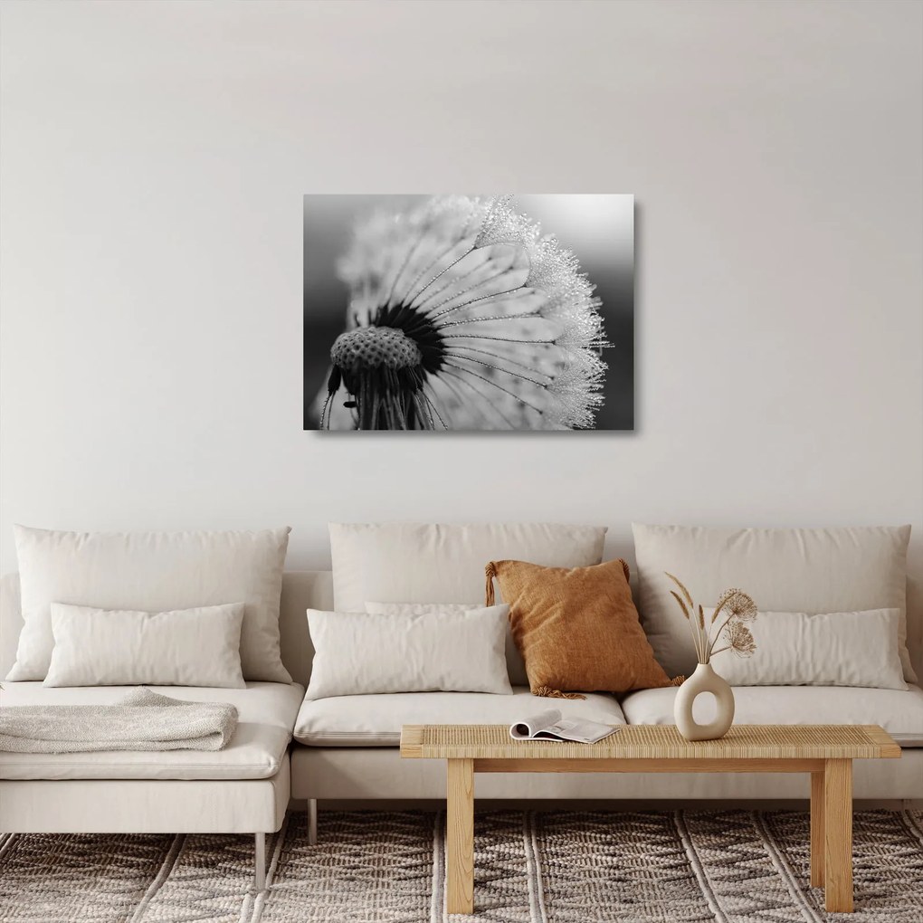 Tablou pe sticlă cu păpădie - albnegru (70x50 cm)
