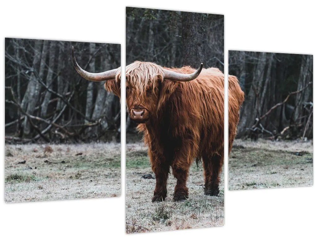 Tablou - Vacă scoțiană 2 (90x60 cm)