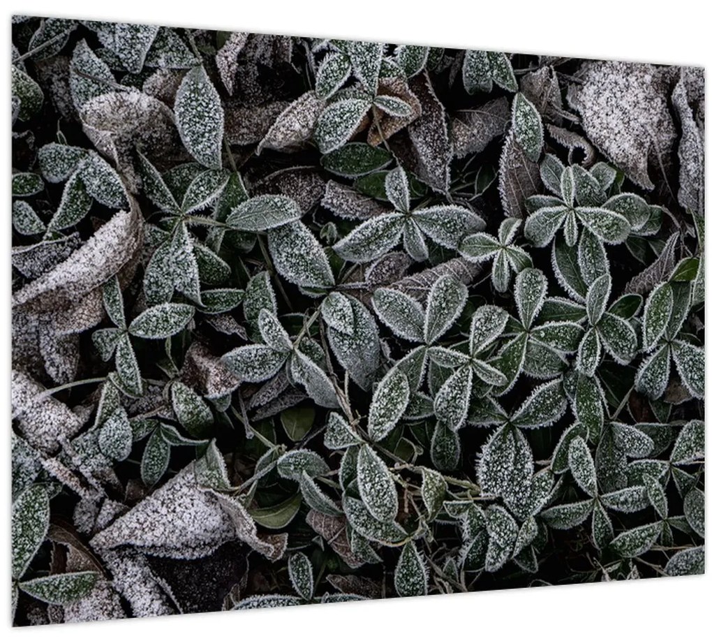 Tablou pe sticlă - Plante înghețate (70x50 cm)