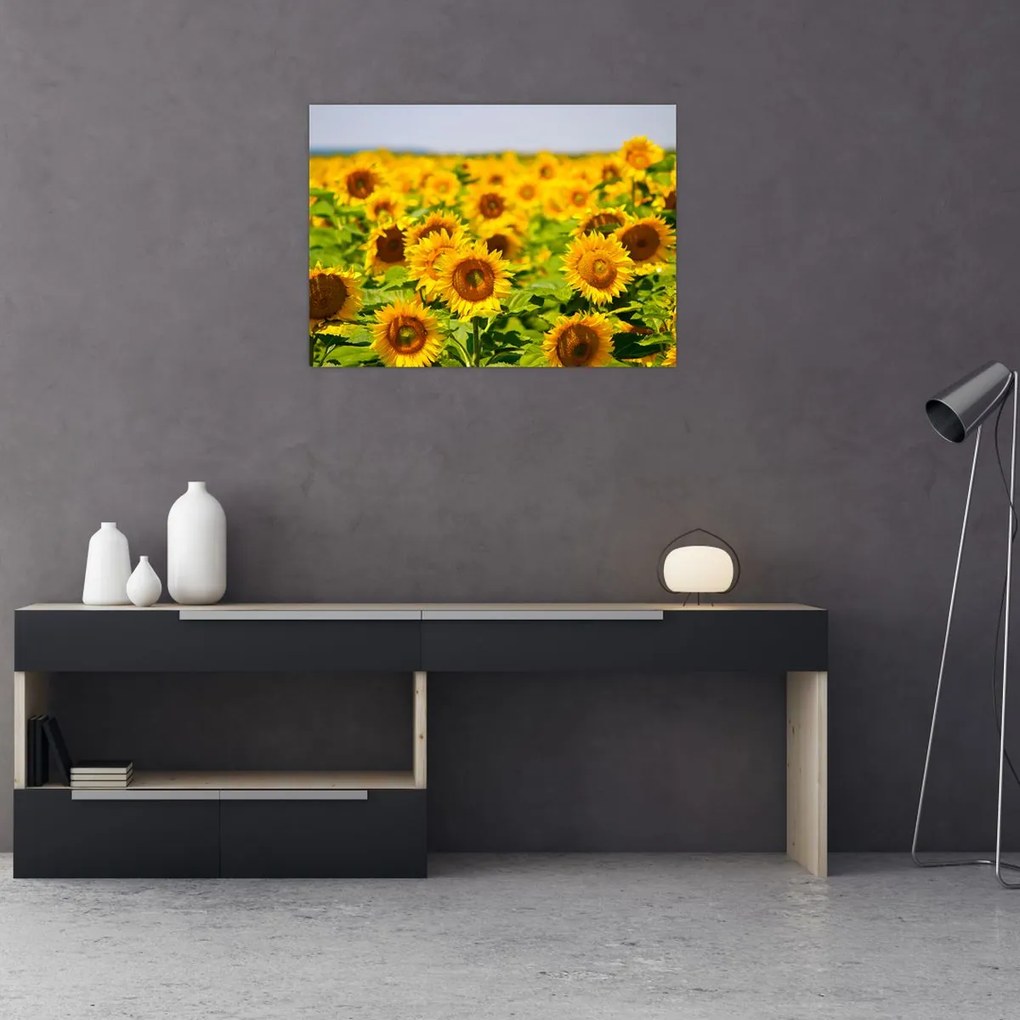 Tablou pe sticlă - Floarea-soarelui (70x50 cm)