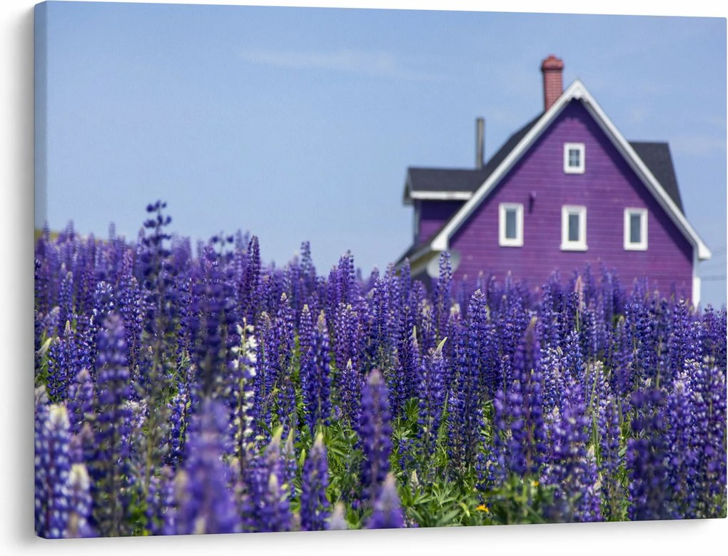 Tablou cu câmp de lavanda (70x50 cm)