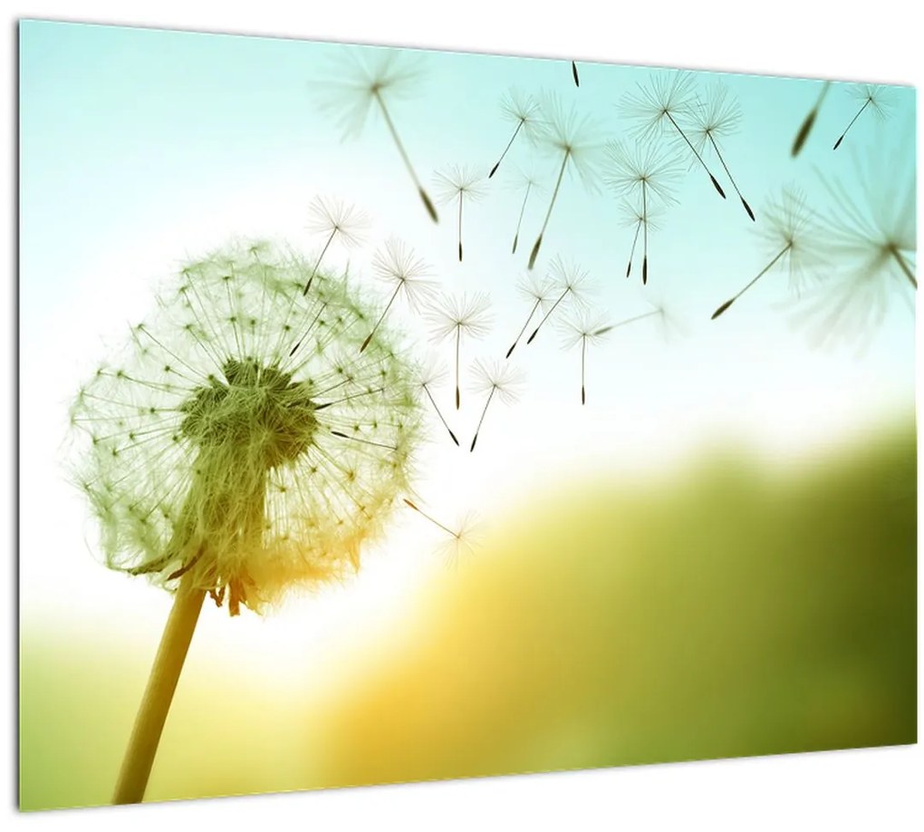 Tablou - Păpădia în vânt (70x50 cm)