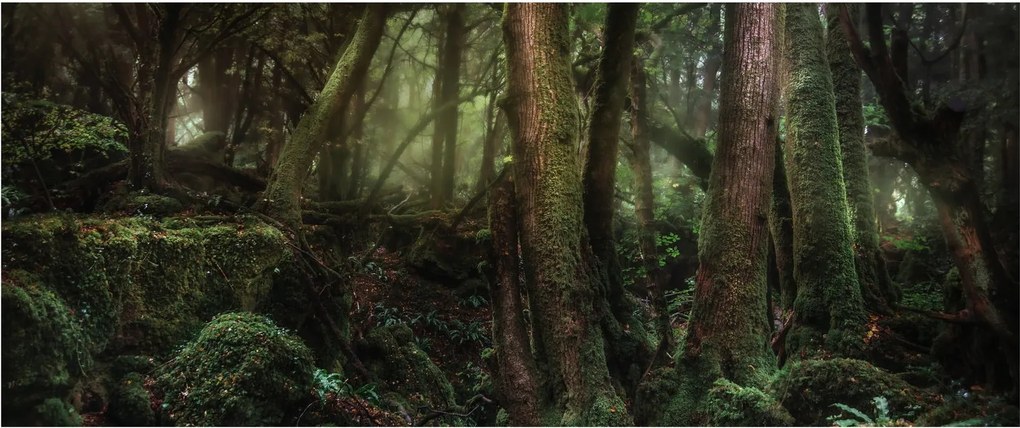 Tablou - Pădurea enigmatică (120x50 cm)