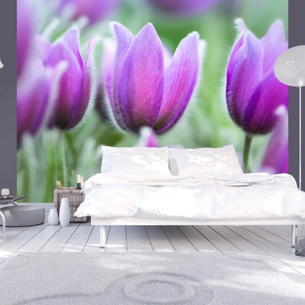 Fototapet Bimago - Purple spring tulips + Adeziv gratuit 200x154 cm