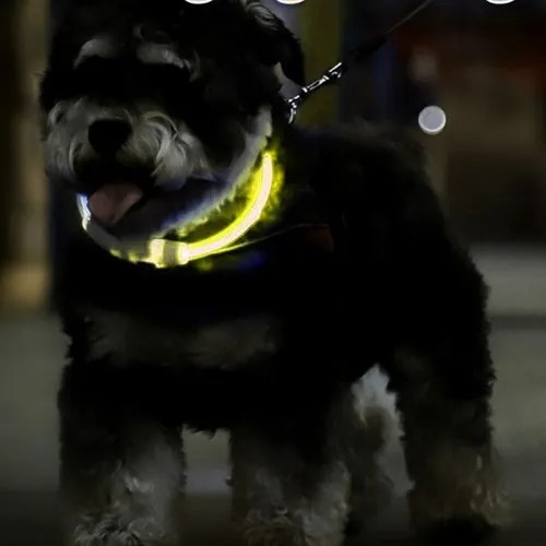 Zgardă luminoasă pentru câini - Purlov 24200