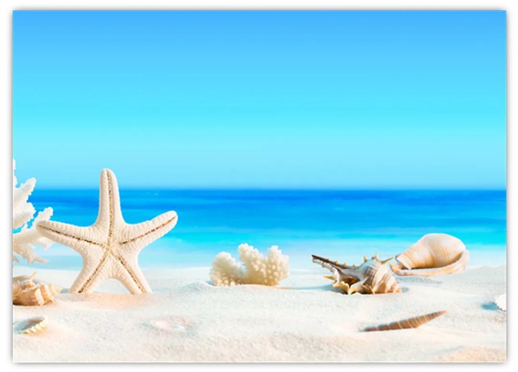 Tablou pe sticlă - Natura morta cu scoici (70x50 cm)