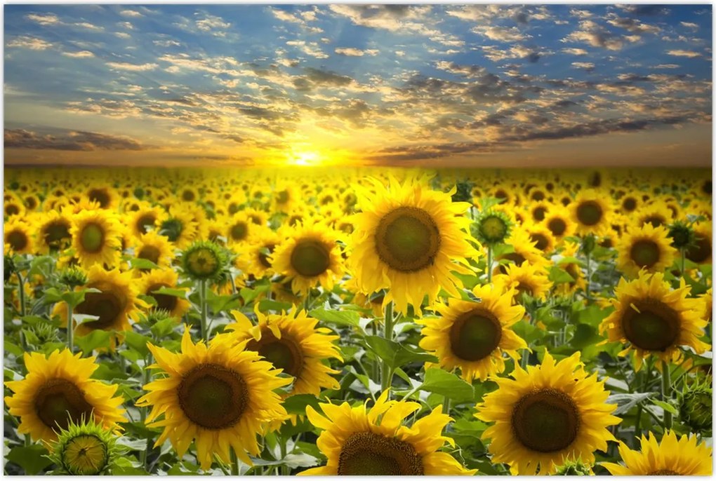 Tablou - Floarea-soarelui la apus de soare (90x60 cm)