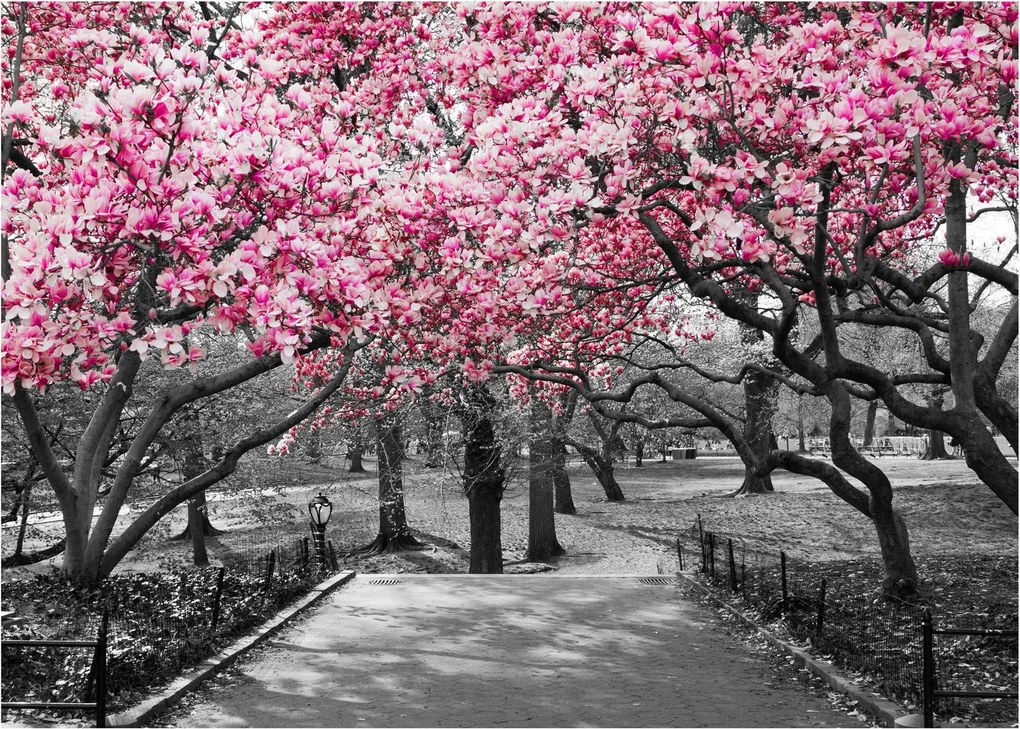 Tablou copacului magnolie (70x50 cm)