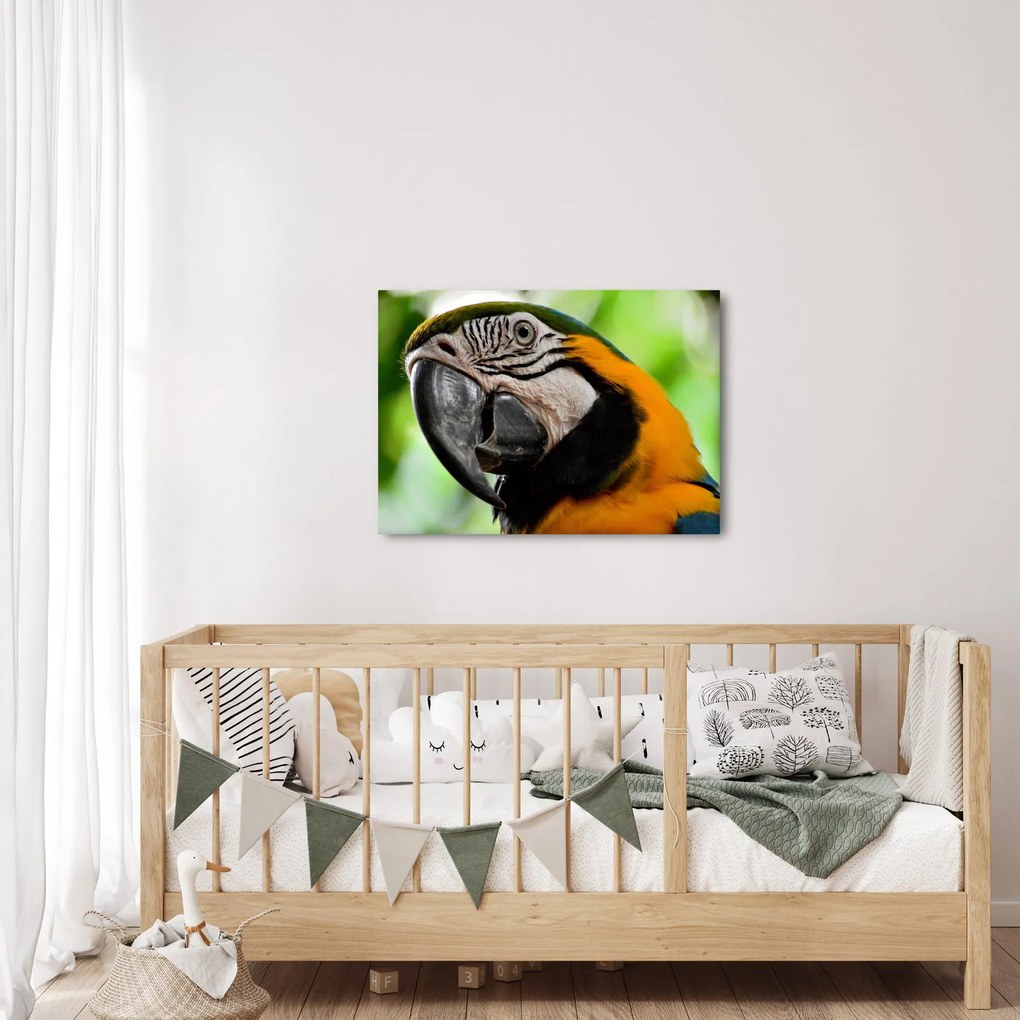Tablou cu papagal (70x50 cm)