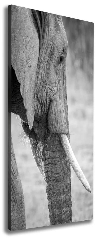 Tablou pe pânză canvas Elefant