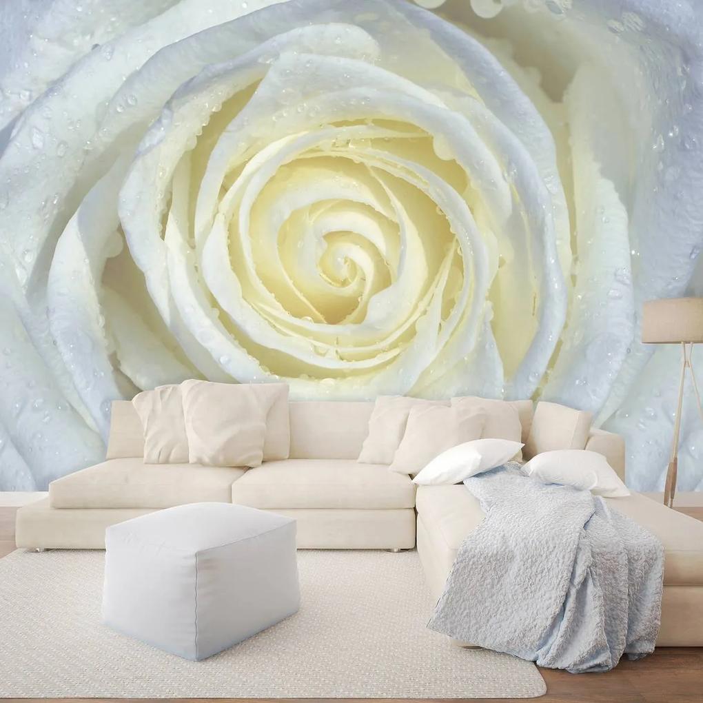 Fototapet - Trandafir alb (152,5x104 cm), în 8 de alte dimensiuni noi