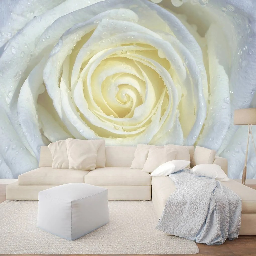 Fototapet - Trandafir alb (152,5x104 cm)
