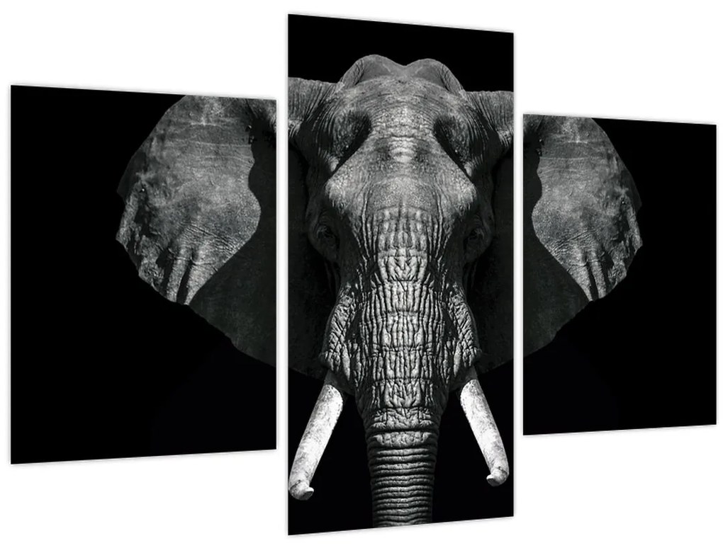 Tablou - Elefant pe fundal negru (90x60 cm)