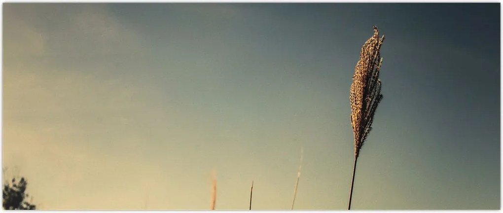 Tablou - Iarba (120x50 cm)