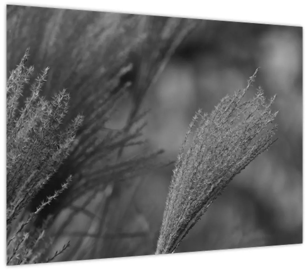 Tablou - Iarbă de pampas uscată (70x50 cm)