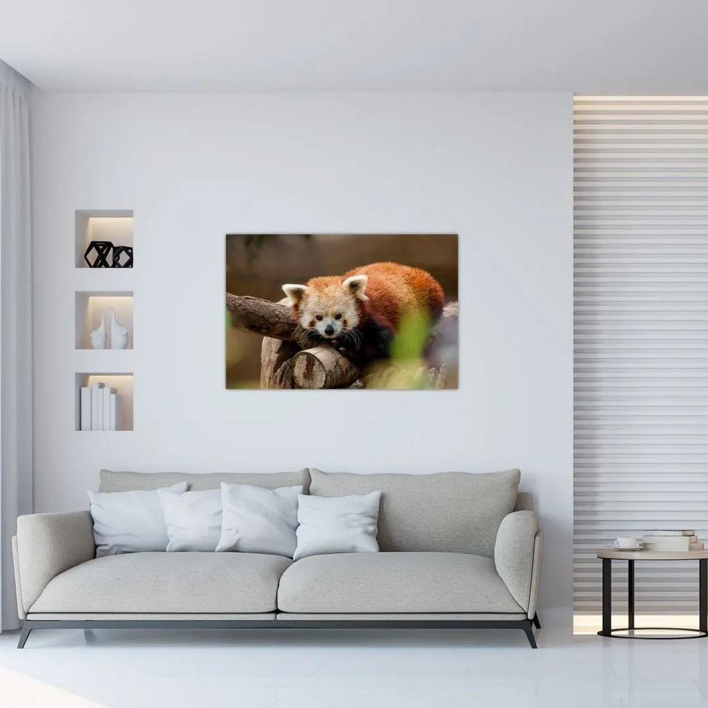 Tablou cu panda roșie (90x60 cm)