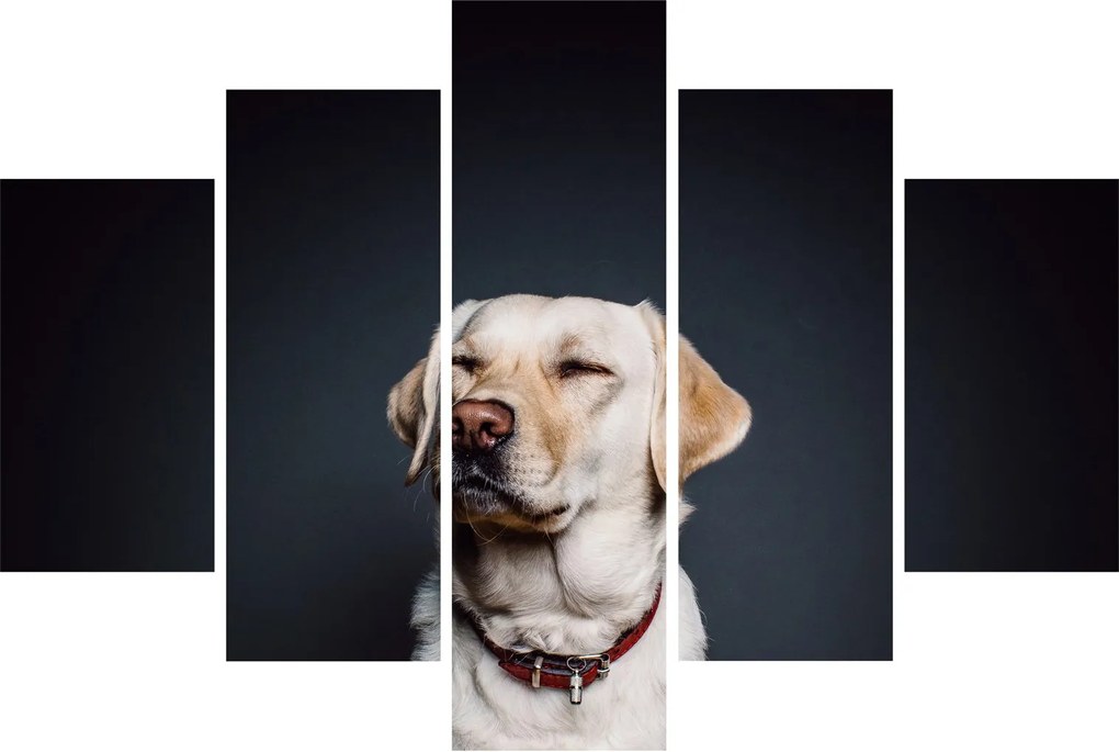 Tablou cu labrador (150x105 cm)