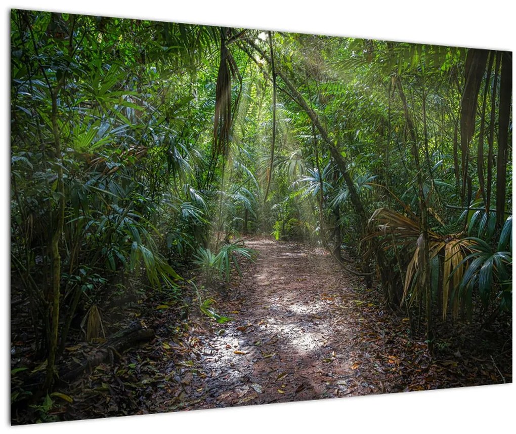 Tablou - Razele solare în junglă (90x60 cm)