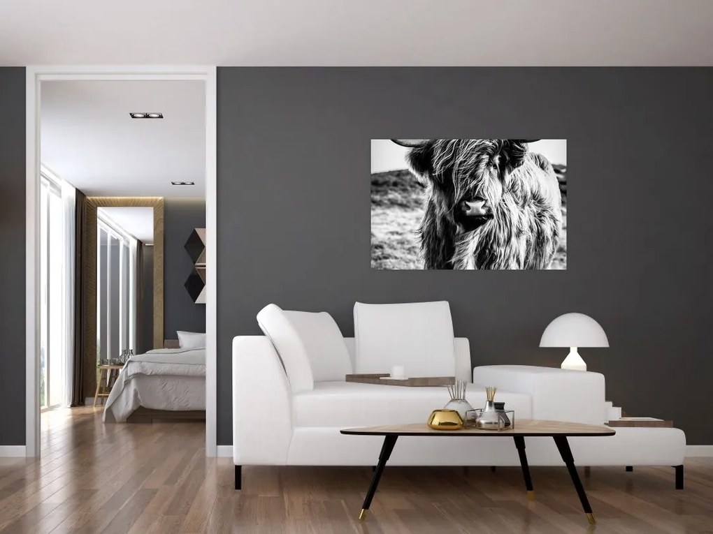Tablou - Highland - vacă scoțiană (90x60 cm)