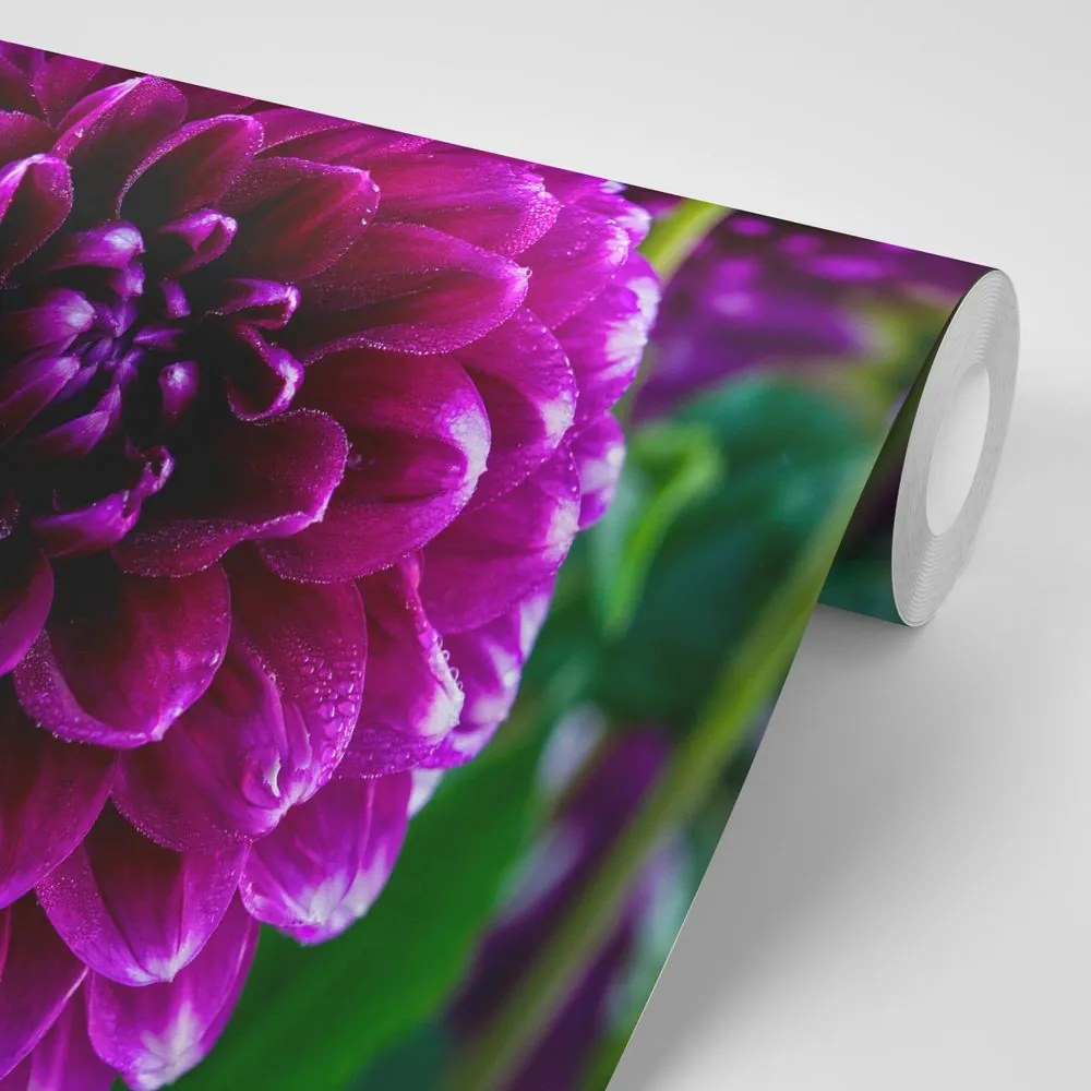 Fototapet autoadeziv floare violetă frumoasă