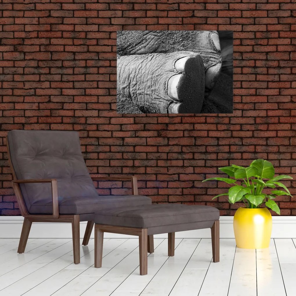 Tablou - Picior de elefant (70x50 cm)