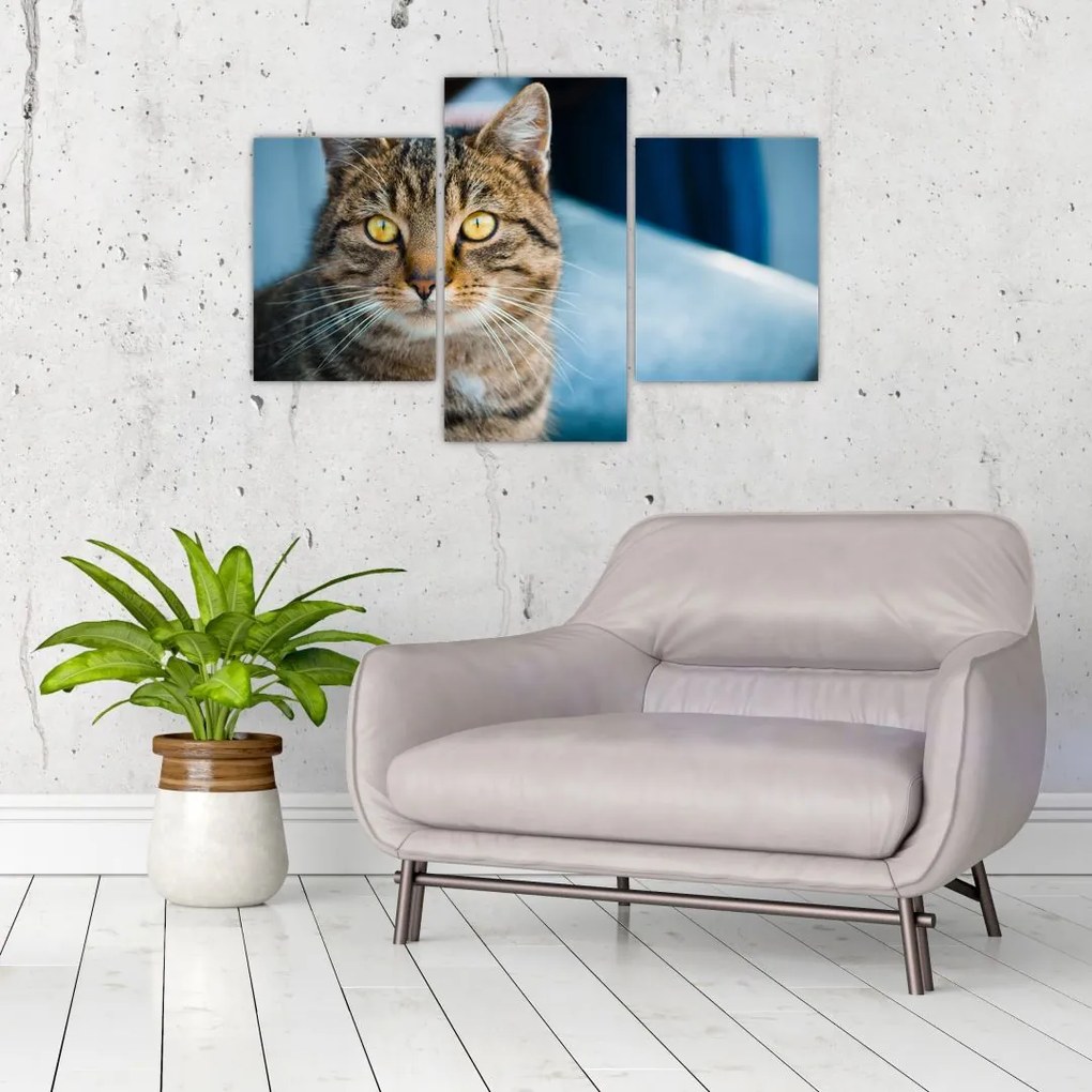 Tablou - Pisica domestică (90x60 cm)