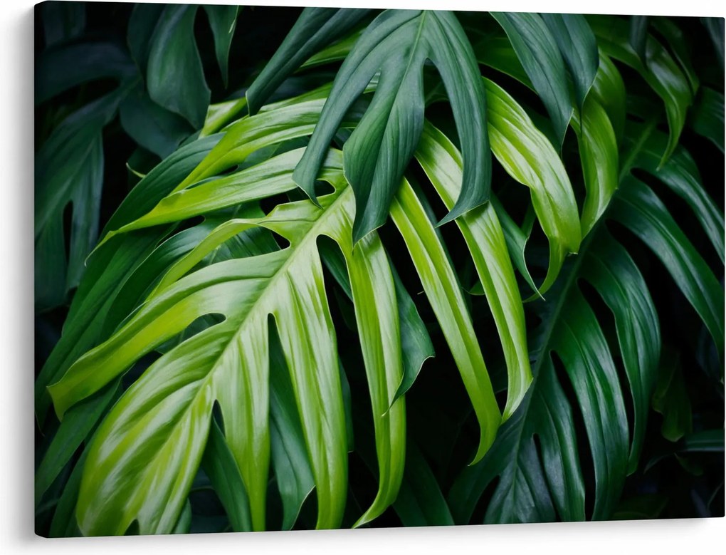 Tablou - Frunze tropicale (70x50 cm)