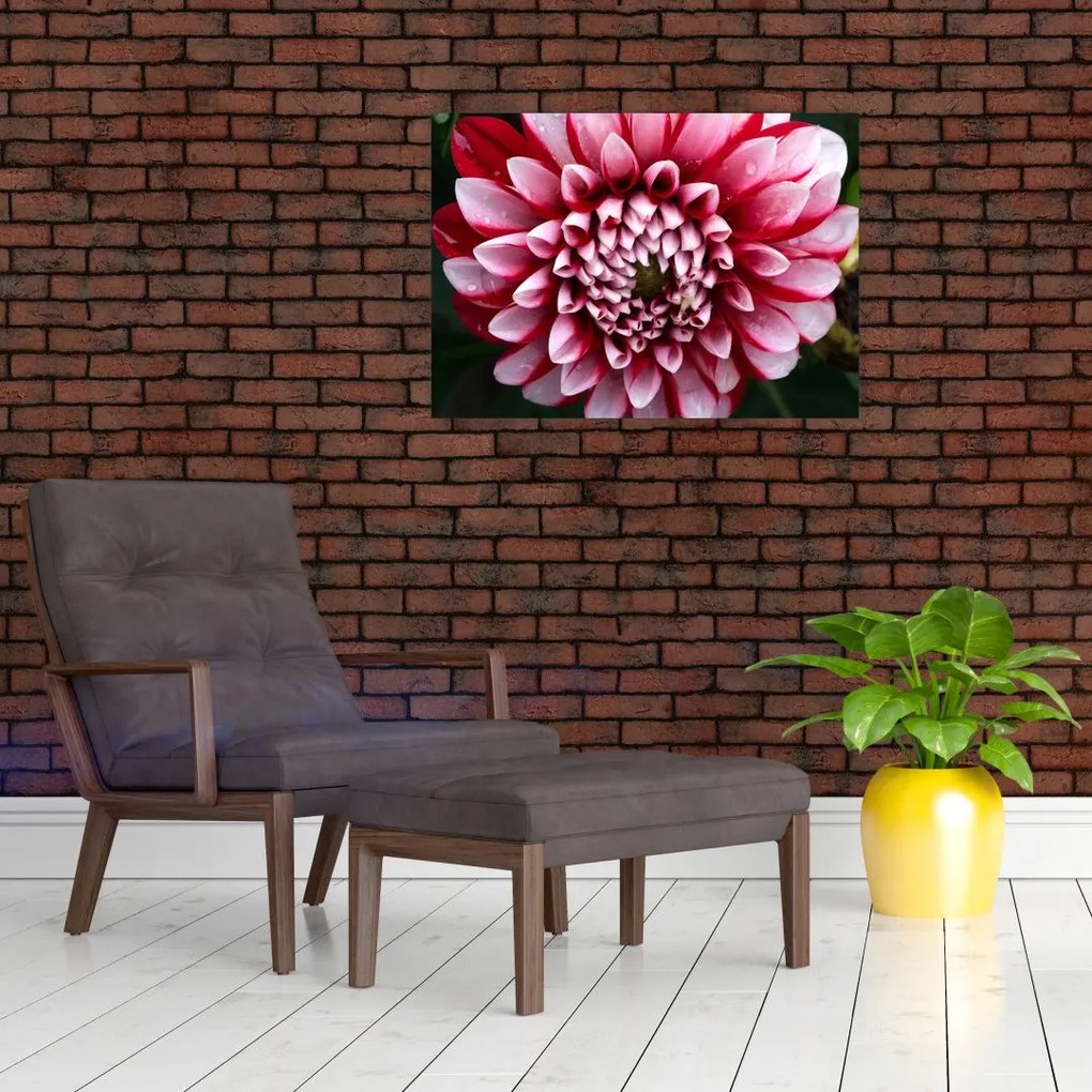 Tablou pe sticlă cu dalie roz (70x50 cm)