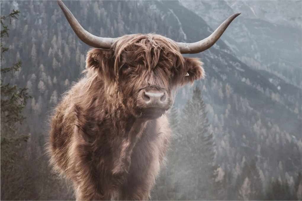Tablou - Vaca Highlander (90x60 cm)