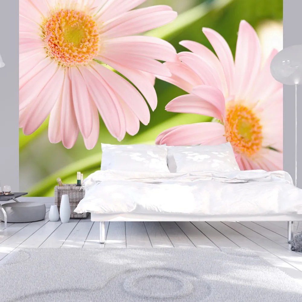 Fototapet Bimago - Two pink gerbera daisies + Adeziv gratuit 200x154 cm