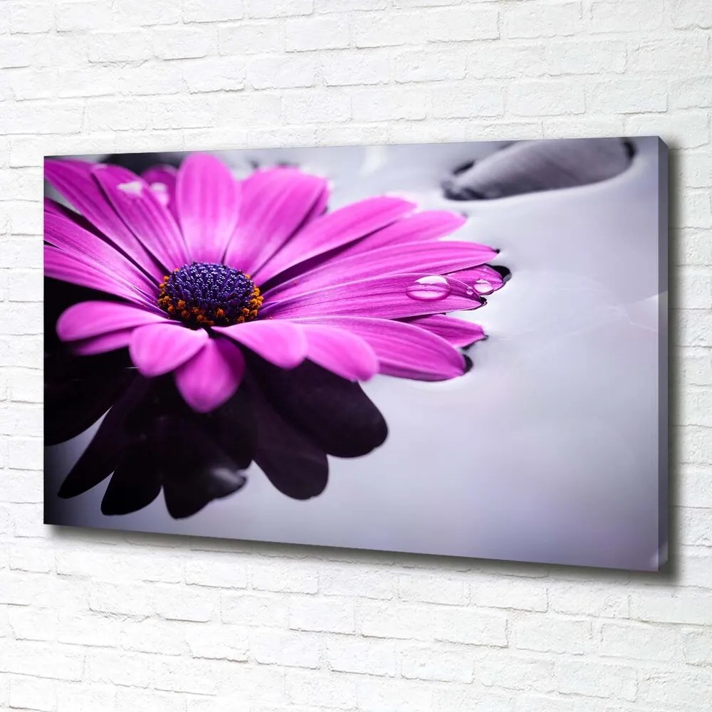 Print pe pânză Gerbera