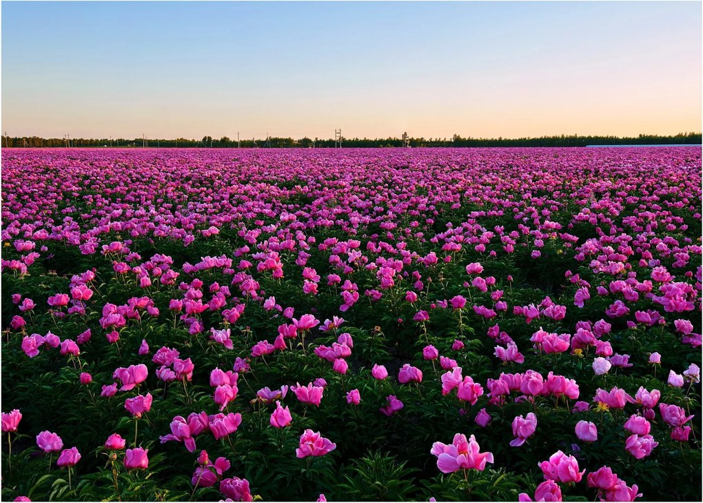 Tablou - Pajiștea cu lalele violet (70x50 cm)