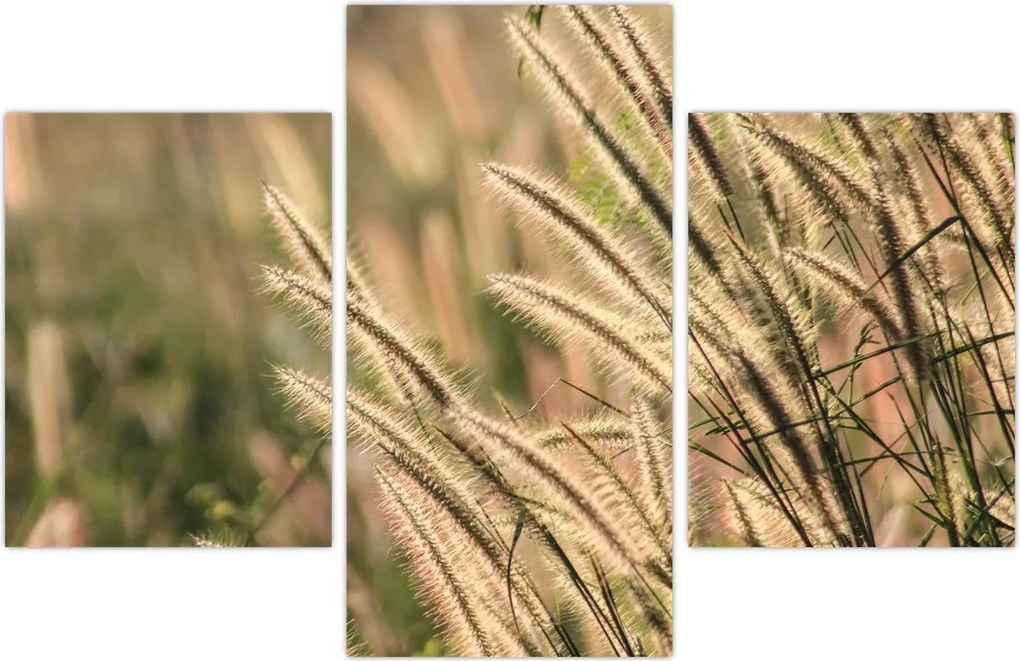 Tablou - Cereale (90x60 cm)