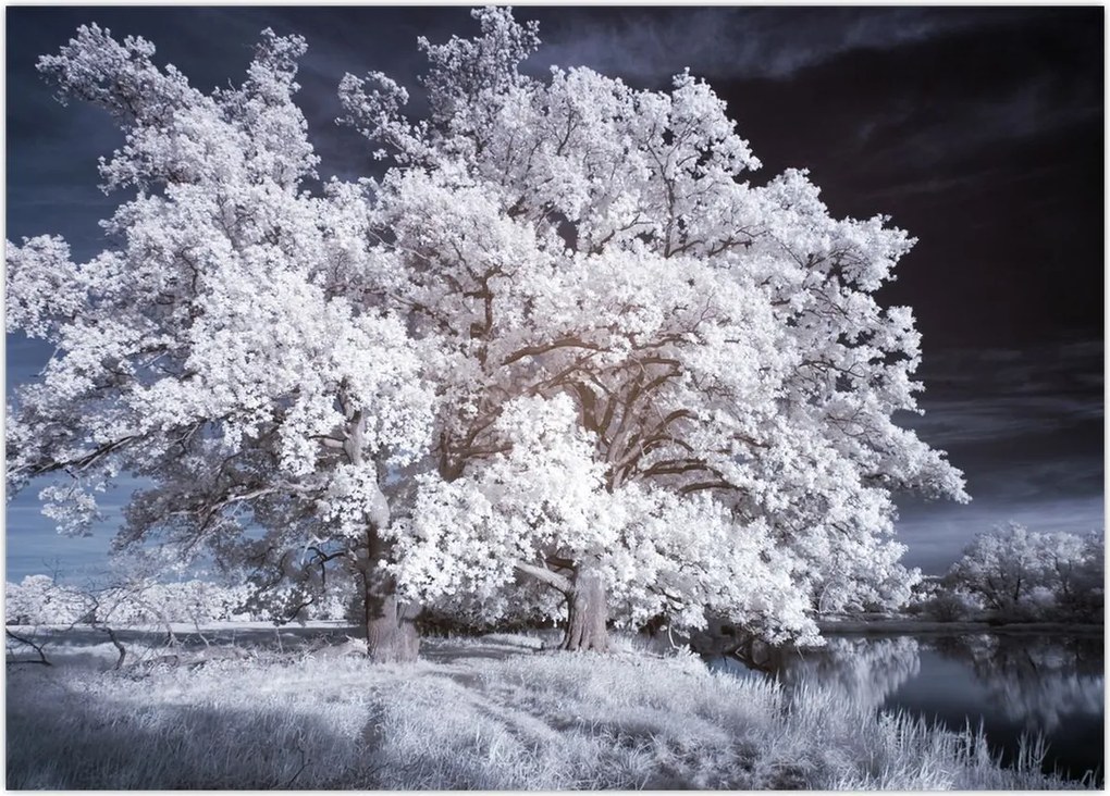 Tablou - Albă ca Zăpada Copac (70x50 cm)