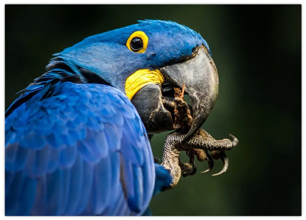 Tablou cu papagal (70x50 cm)