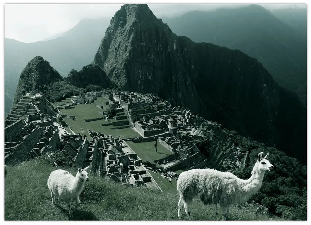 Tablou - Lamas la Machu Picchu în Peru (70x50 cm)