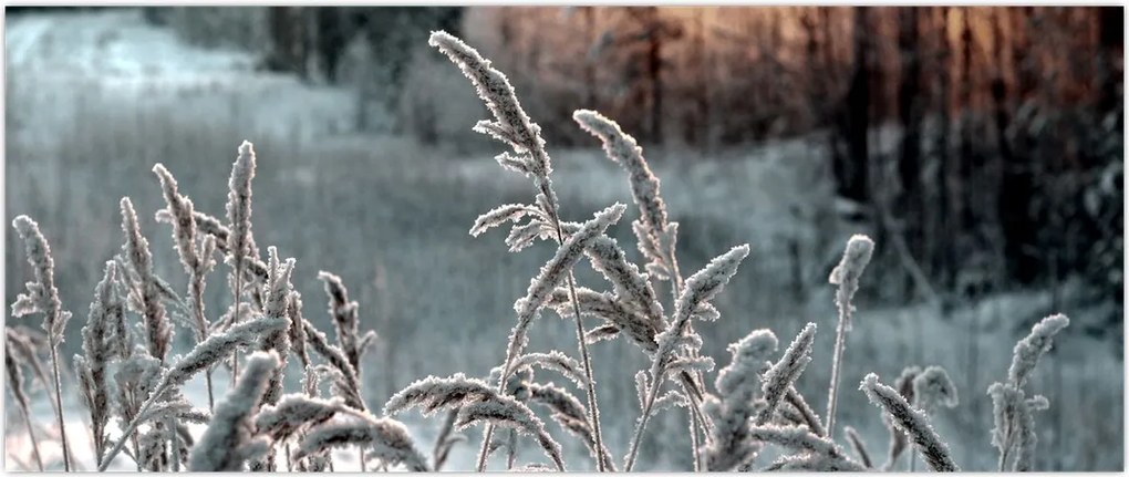 Tablou - Pajiște înghețată (120x50 cm)