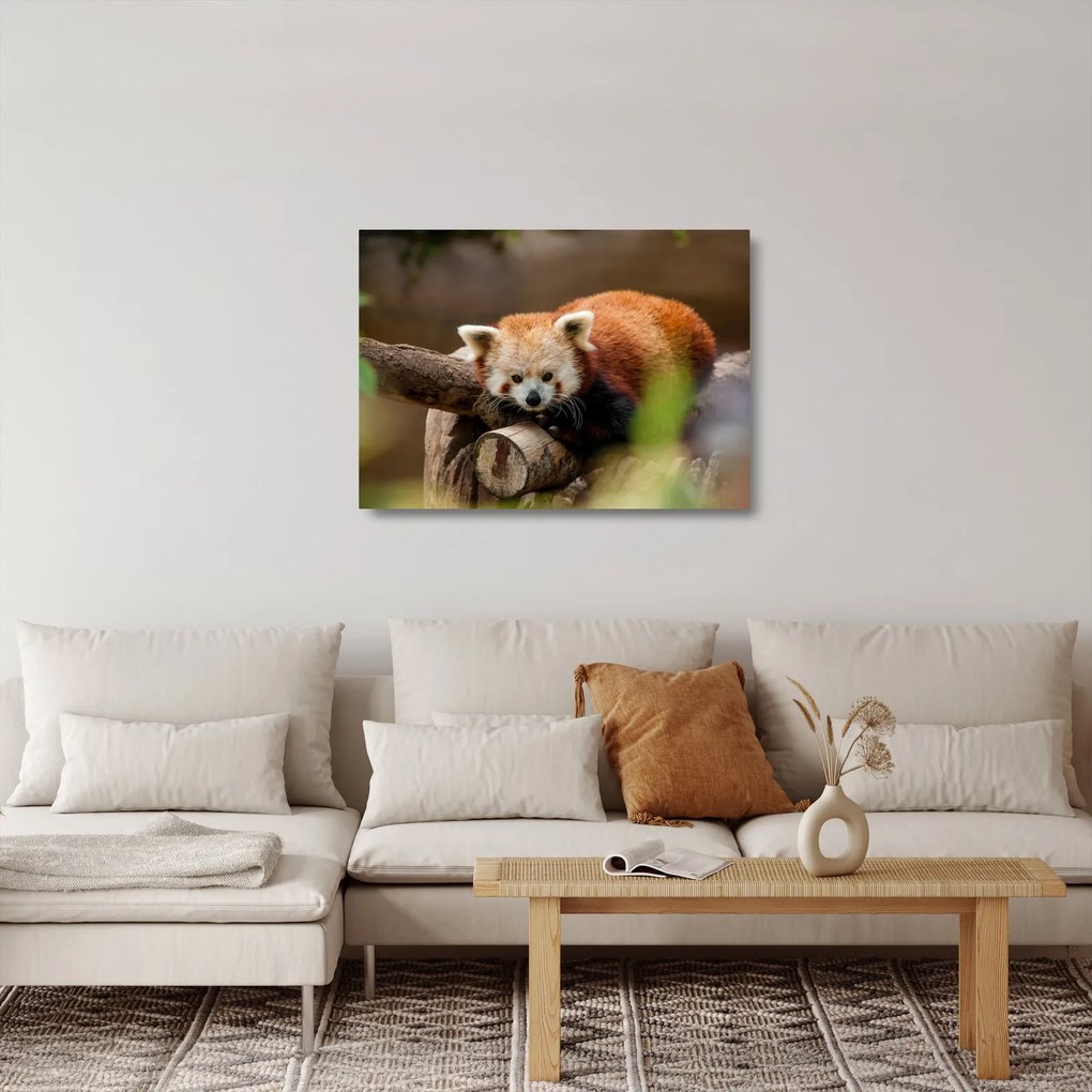 Tablou pe sticlă cu panda roșie (70x50 cm)