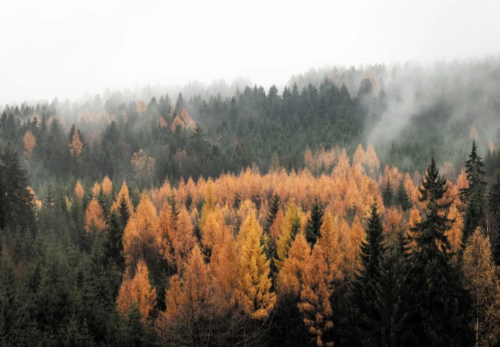 Fototapet - Pădurea toamna (147x102 cm)