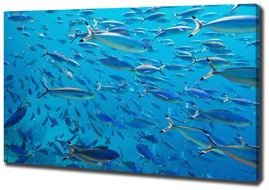 Imprimare tablou canvas Pește coral