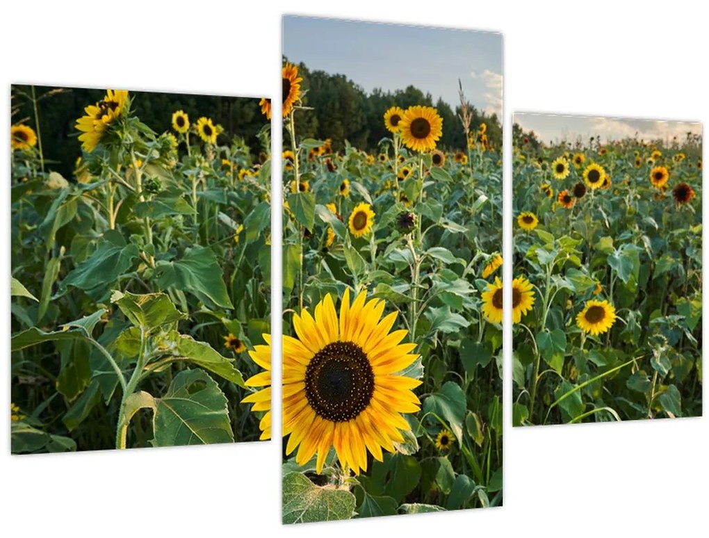 Tablou - Câmpul de floarea-soarelui II. (90x60 cm)