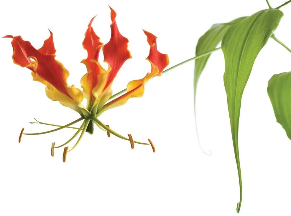 Fototapet - Flori (254x184 cm)