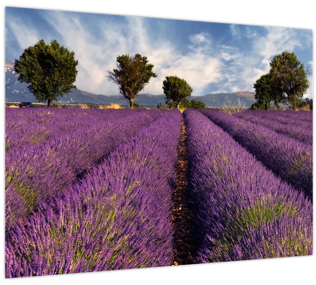 Tablou - câmp de lavandă și munți (70x50 cm)